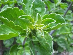 Syncolostemon rotundifolius leaves